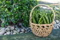 A small rattan basket filled with fresh okra at the garden. Healthy living concept Royalty Free Stock Photo