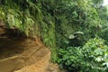 A small ravine of light brown clay or rocks of which the upper parts is grown over with ferns, mosses and other small plants in