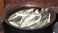 Small raw fish in a pot. Fish curry ingridient. India