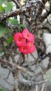 Small read flower bloom in flower pot in the garden