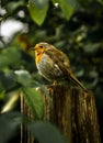 Small Readbreast Robin Sitting Attentive On Tree Stump In Forest Royalty Free Stock Photo