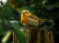 Small Readbreast Robin Sitting Attentive On Tree Stump In Forest Royalty Free Stock Photo