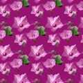 small real pink flowers on purple magenta background Royalty Free Stock Photo