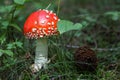 Small red Amanita muscaria mushroom in the moss and grass, pine