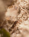 Small red ant Myrmica rubra carrying ball of sand for building the anthill