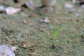 Small red ant working on ground in the garden Thailand. Royalty Free Stock Photo