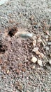 the small red ants that come in and out of this earthen hole if they bite are very painful and can cause swelling