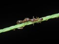 Small red ants communicate each other with kiss on the grass