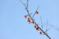 Small red apples on a branch against a blue sky background with copy space Royalty Free Stock Photo