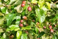 Small red apples on a branch Royalty Free Stock Photo