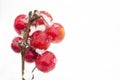 A small red apples on a branch in winter Royalty Free Stock Photo