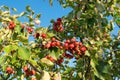 Small red apples on crab apple tree branch Royalty Free Stock Photo