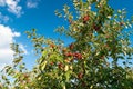 Small red apples on crab apple tree branch Royalty Free Stock Photo