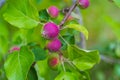 Small growing apples on the tree Royalty Free Stock Photo