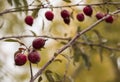 Small red apples that hang on autumn tree branch Royalty Free Stock Photo