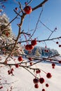small red apples of wild apple tree in the winter sun Royalty Free Stock Photo