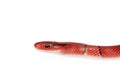 Small red bamboo snake isolated on white Royalty Free Stock Photo