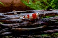Small red bee shrimp look to right side and stay on timber decorative in fresh water aquarium tank Royalty Free Stock Photo