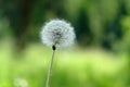 A small red beetle - Apoderus coryli (hazel-leaf roller weevil) on a white fluffy flower of common dandelion Royalty Free Stock Photo