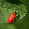 A small red beetle on a green leaf Royalty Free Stock Photo