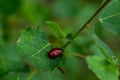 small red beetle on a green leaf of poplar Royalty Free Stock Photo
