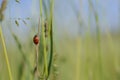 Ladybug, Coccinellidae, Lady beetle