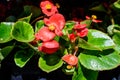 Small red begonia flowers with fresh green leaves in a garden pot in a sunny summer day, perennial flowering plants in the family Royalty Free Stock Photo