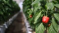 Small red bell peppers growing on a plant in the greenhouse. Royalty Free Stock Photo