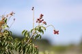 small red berries of angiosperm plant