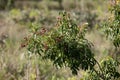 small red berries of angiosperm plant