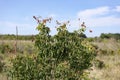 small red berries of angiosperm plant