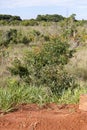 small red berries of angiosperm plant