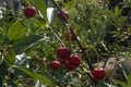 Small red berries of a cherry on a thin brown branch with green leaves in the garden in sunny weather Royalty Free Stock Photo