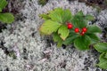 Small Red Berries