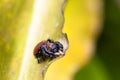 Small red and black jumping spider