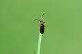 A small red and black soft beetle Cantharis pellucida climbs on a blade of grass against a green background in nature Royalty Free Stock Photo