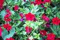 small red blooming flowers with green leaves on a sunny day Royalty Free Stock Photo