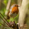 Small red-breasted Robin bird is perched atop a tree branch, its beady eyes gazing into the distance