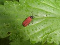 Small red brown bug beetle on a green leaf in the forest Royalty Free Stock Photo