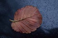 Small red brown textured elm fallen leaf back side with veins lying on wet from rain drops black car front hood surface Royalty Free Stock Photo