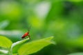 Small red bug on leaf and blurred background Royalty Free Stock Photo