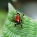 Small red bug on a leaf Royalty Free Stock Photo