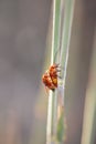 Small red bug mating