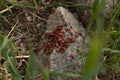 Small red bugs basking on a gray stone in summer sunny weather among a green forest Royalty Free Stock Photo