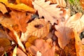 Small red bugs on leafs Royalty Free Stock Photo