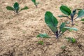 Small red cabbage plants up close Royalty Free Stock Photo