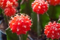 Small red cactus selective focus in flowerpot houseplant