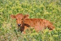 Small red calf is laying in high green wild grass Royalty Free Stock Photo