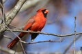Small red cardinal perched on a thin tree branch against a blue sky background Royalty Free Stock Photo