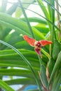 Small red cattleya orchid. Beautiful flower close-up. Orhids in bloom Royalty Free Stock Photo